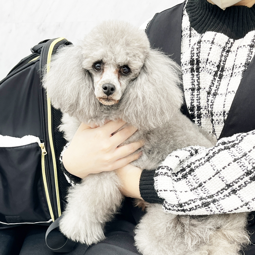 モデル犬の新しいおうちが決まりました！PART①